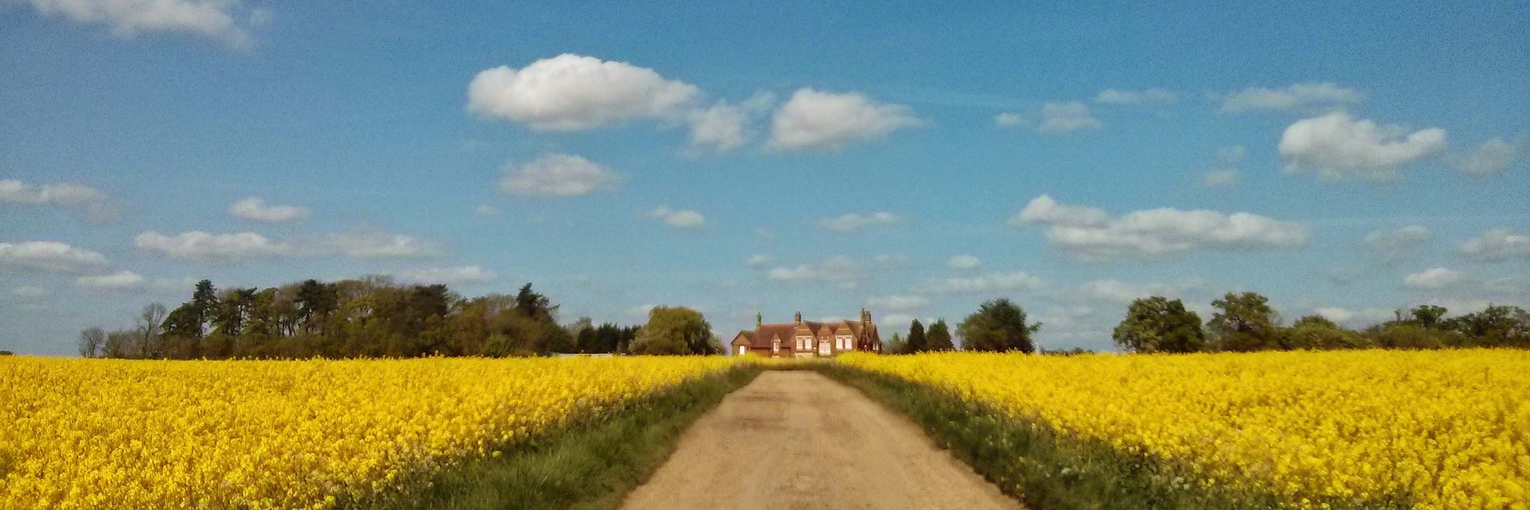 The Drayton Estate, Northamptonshire, Rapeseed Field